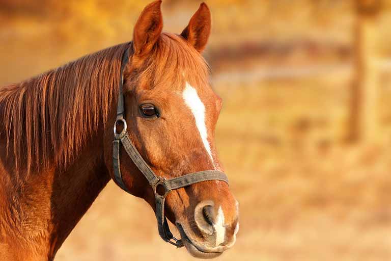 Closeup of beautiful brown horse with white stripe on nose at sunset